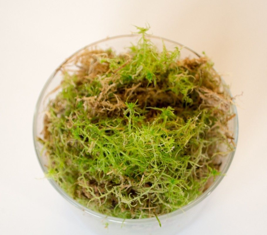 Фиссиденс Вьетнам