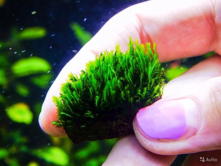 Fissidens SP. Mini Nobilis