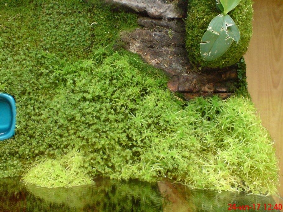 Мох сфагнум в палюдариуме