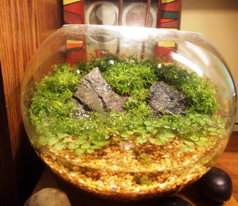 Аквариумный мох Анчер