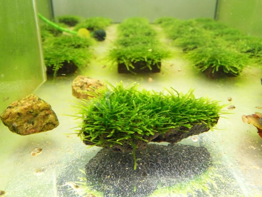 Аквариумный мох бабл