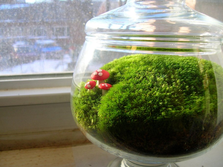 Зеленый мох сфагнум