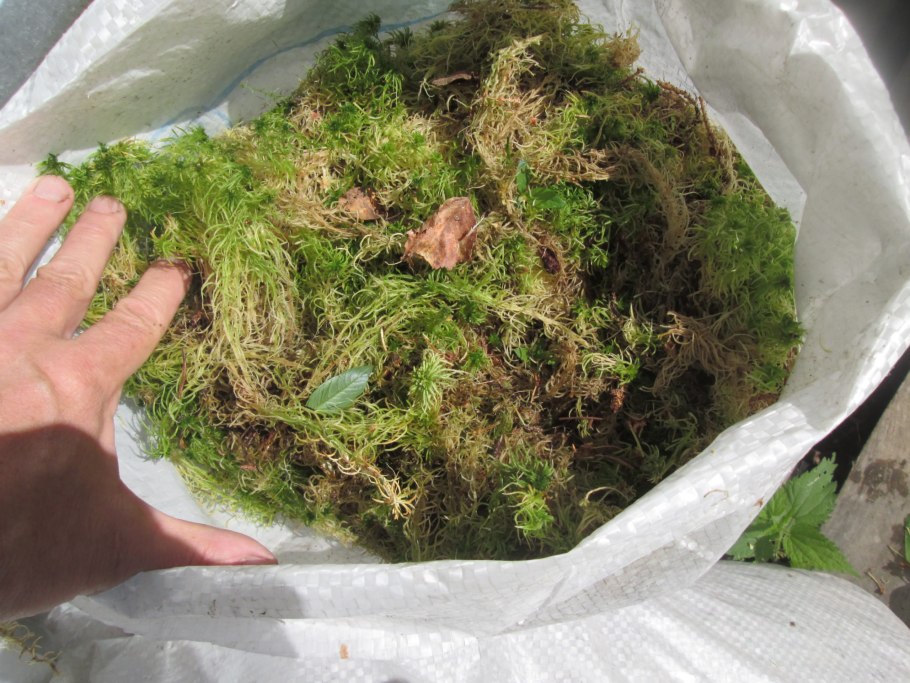 Сфагнум в террариум