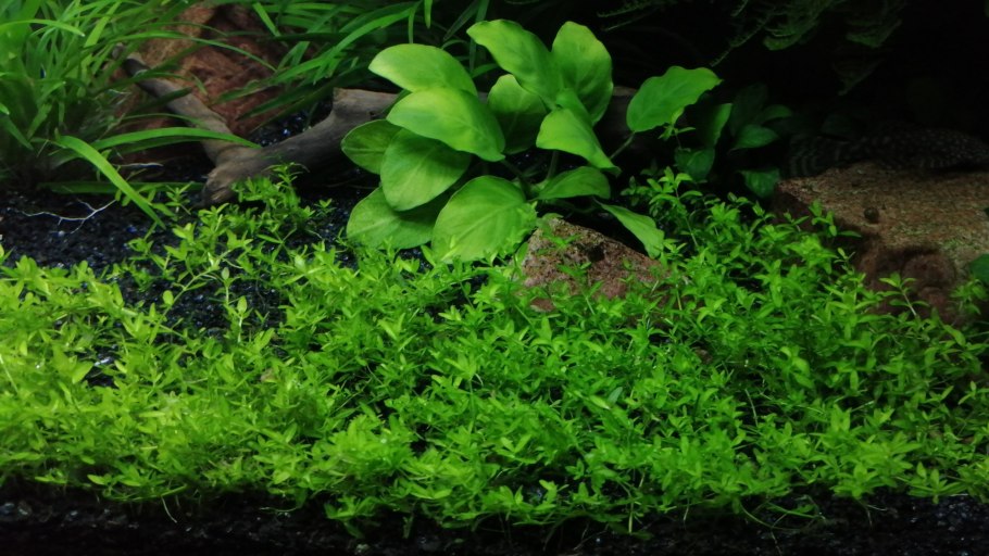 Мох похожий на папоротник