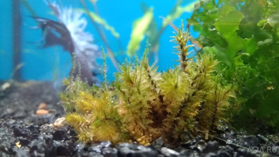 Сфагнум под водой