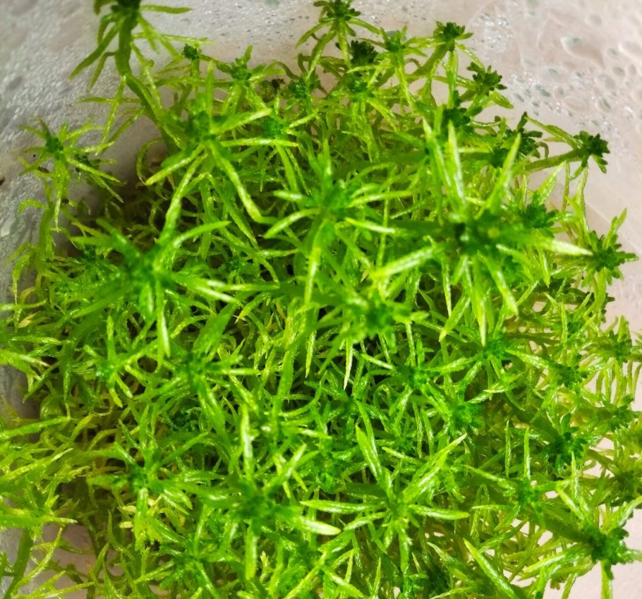 Мох в горшке