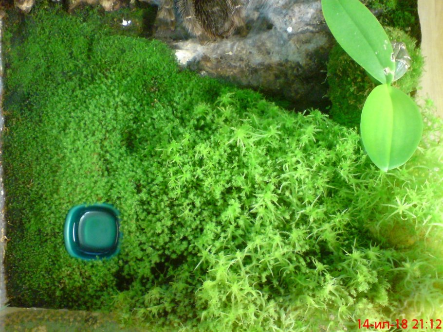 Мох Кристмас на лаве