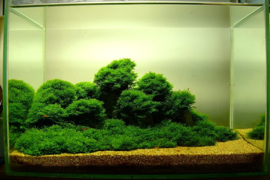 Горный сфагнум