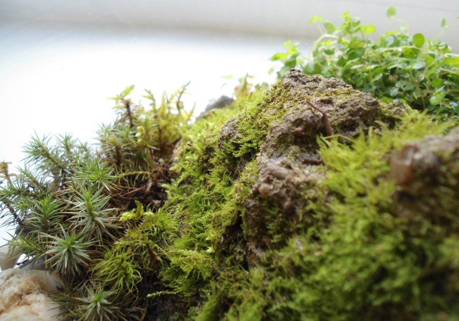 Акваскейп Амано