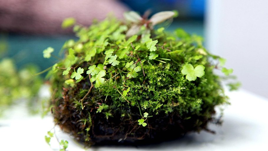 Мох сфагнум субстрат