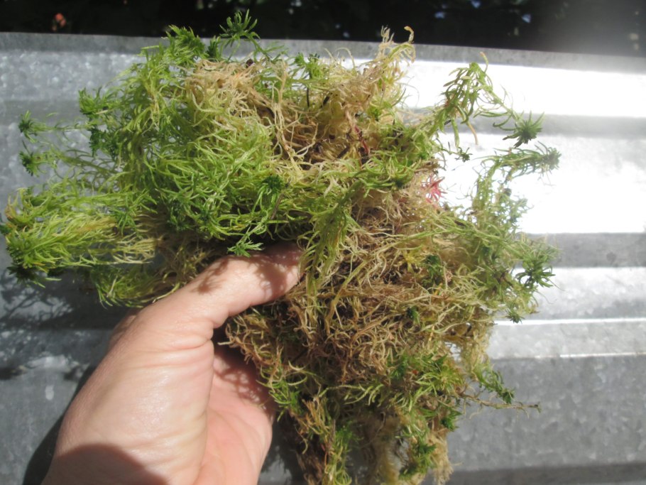 Яванский мох на кокосе