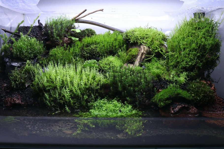 Мох мшанник