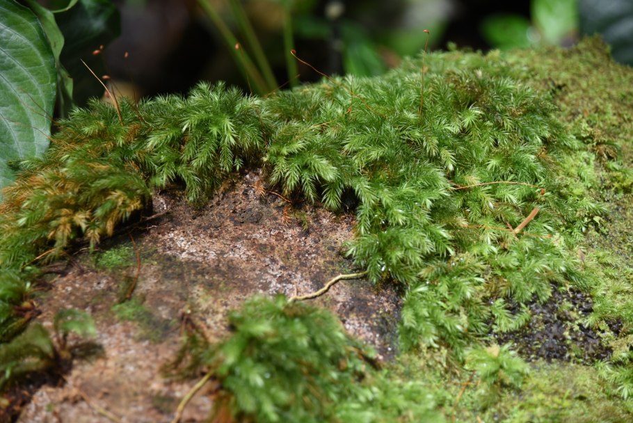 Палюдариум сфагнум