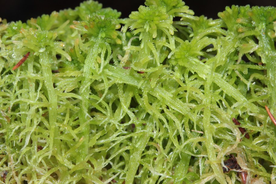 Sphagnum fallax