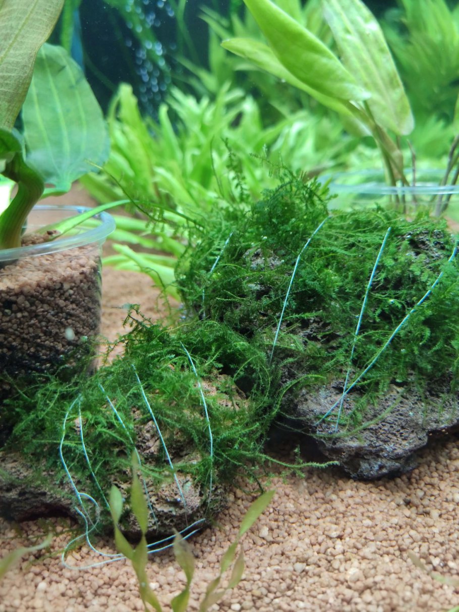 Мох сфагнум мелиорант