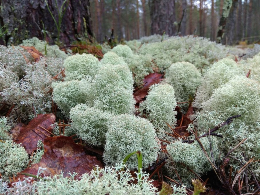 Ягель растение