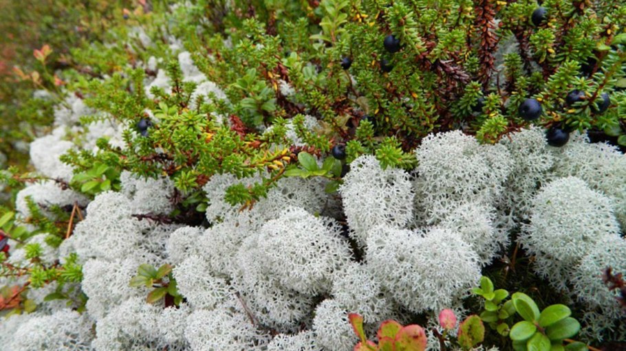 Кладония листоватая