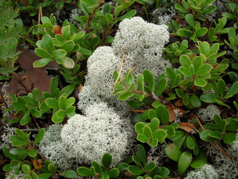 Лишайник с красными пузырьками