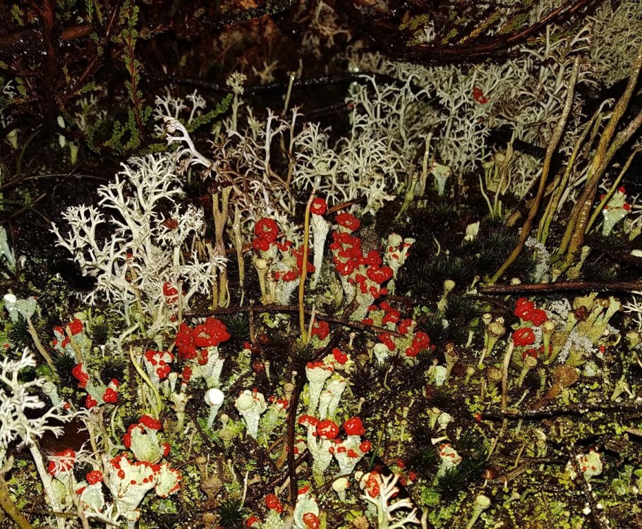 Толченый ягель