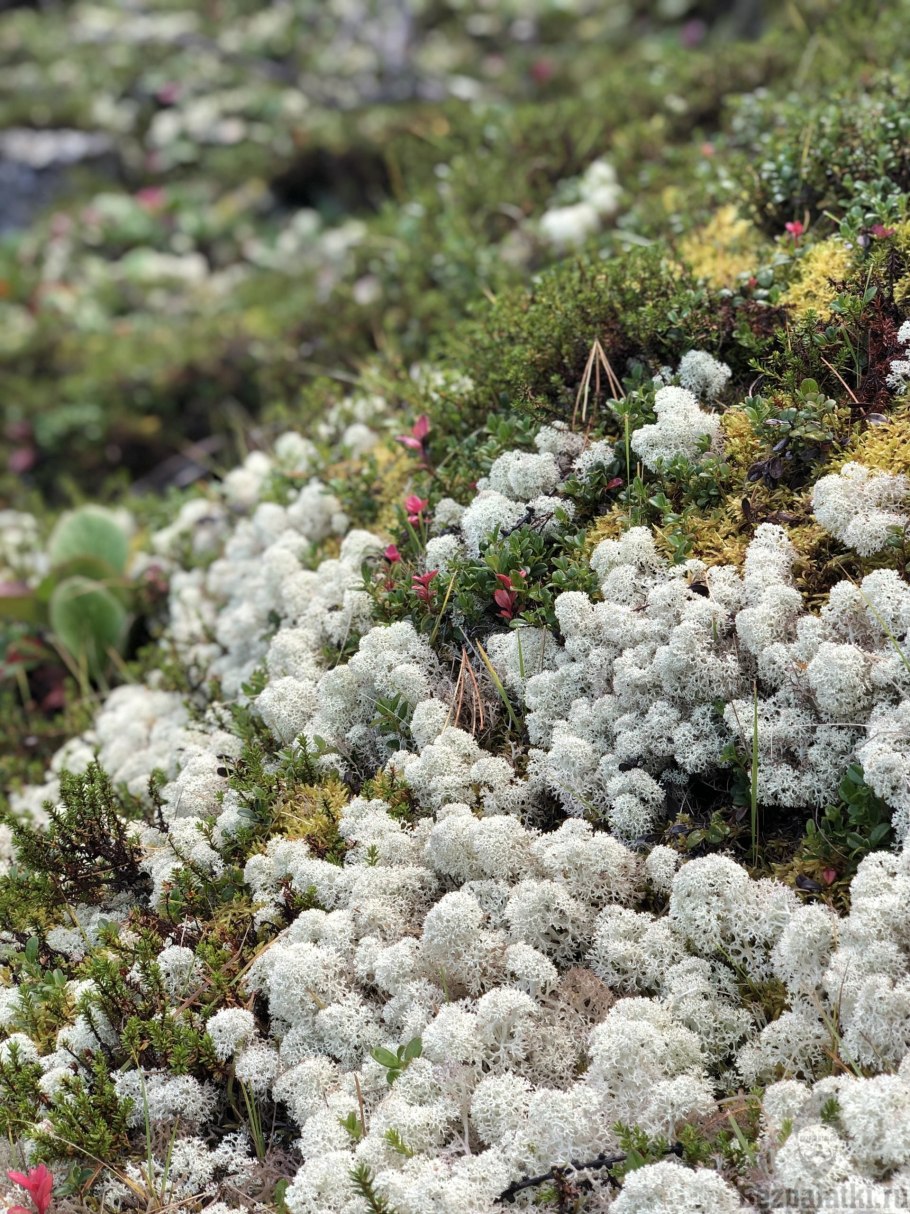 Ягель в Карелии