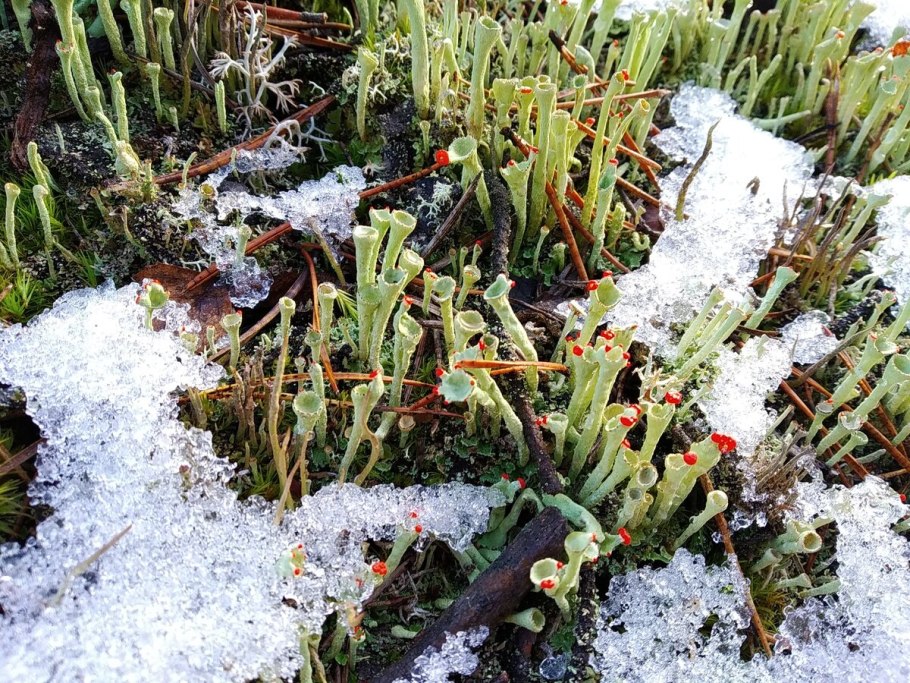 Ягель, Морошка, брусника