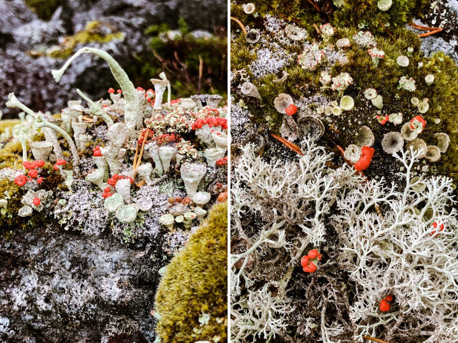 Кладония пальчатая — Cladonia digitata
