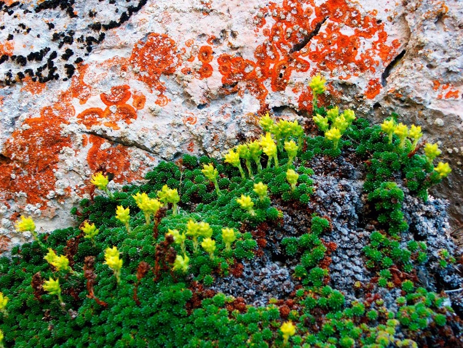 Ягель брусника Типчак Незабудка