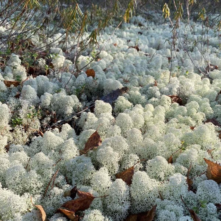 Мох ягель цветет