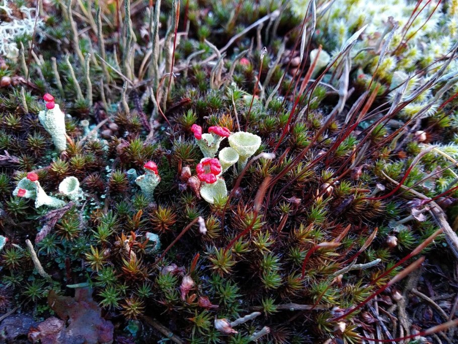 Ягель Мурманск