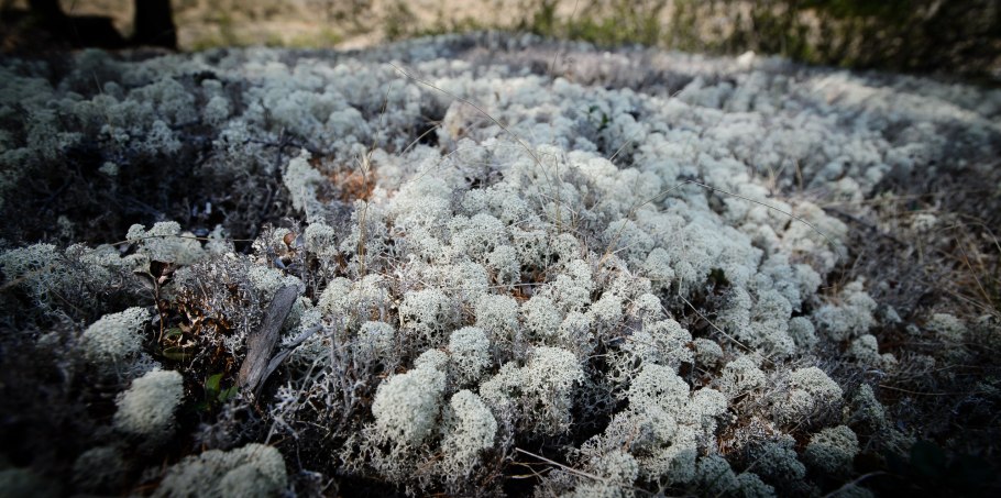 Фунгус лишайник