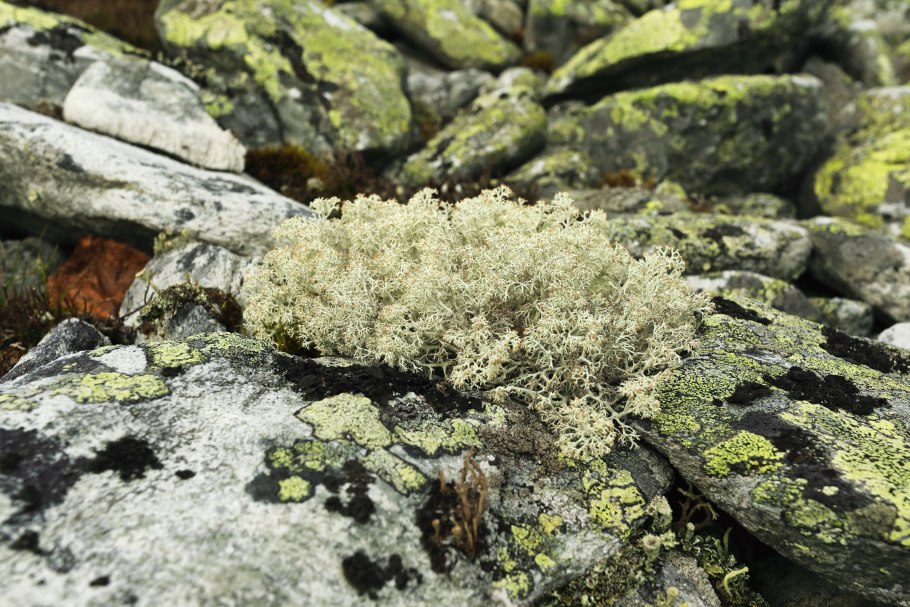 Лишайник кладония звездчатая