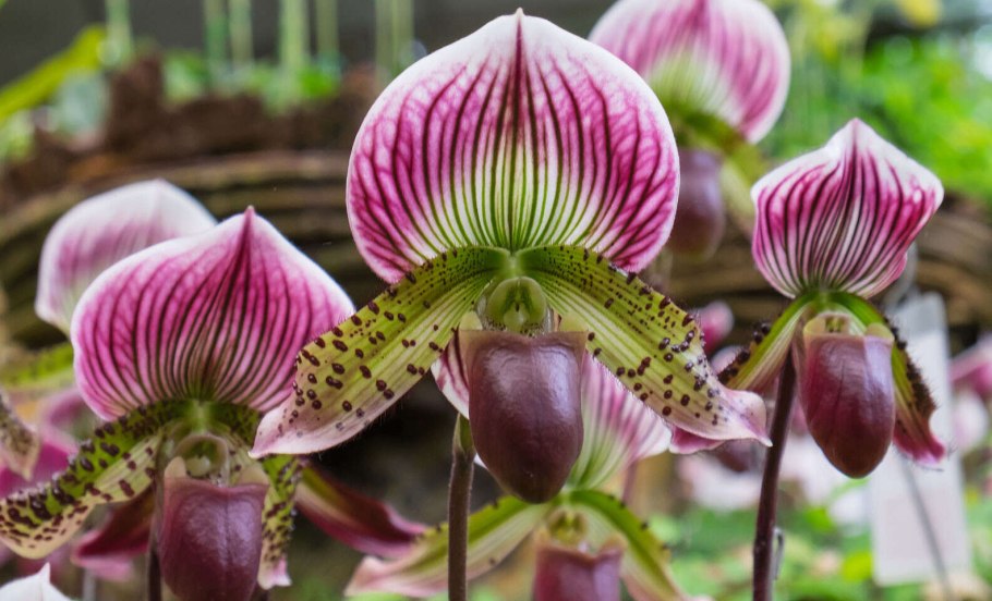 Орхидея Калания (Caleana Major)