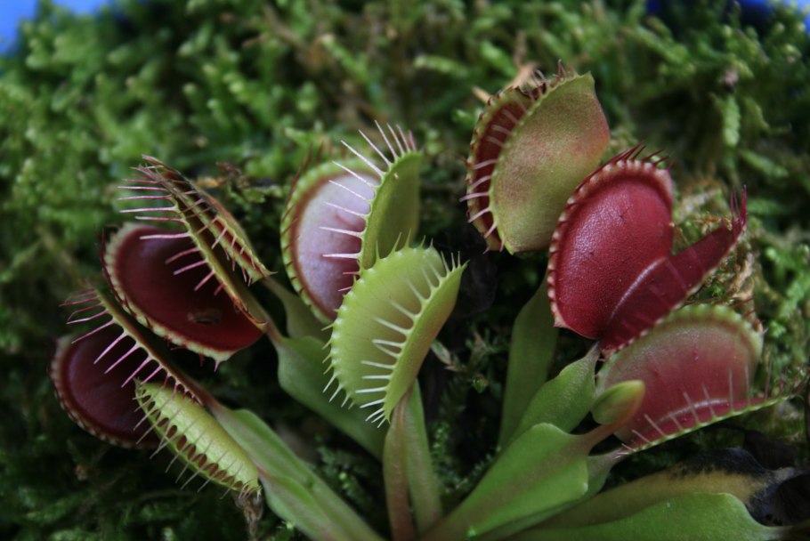 California Darlingtonia