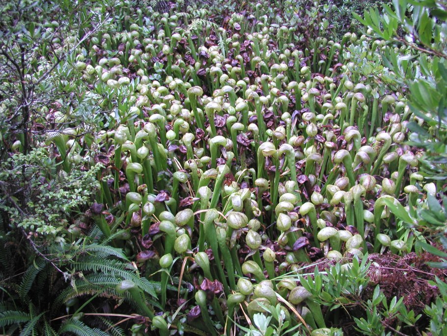 Дарлингтония Калифорнийская (Darlingtonia californica)