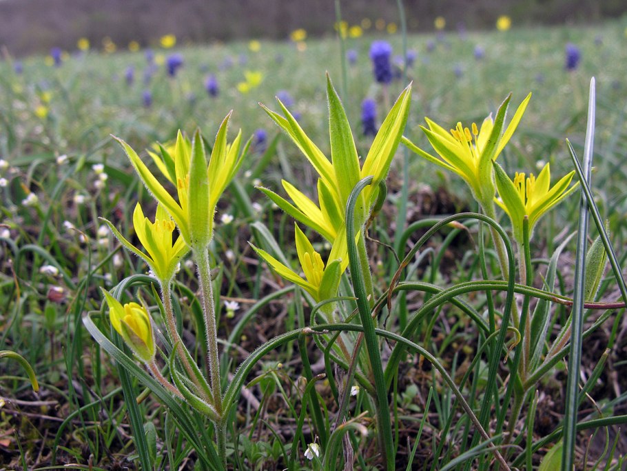 Gagea erubescens