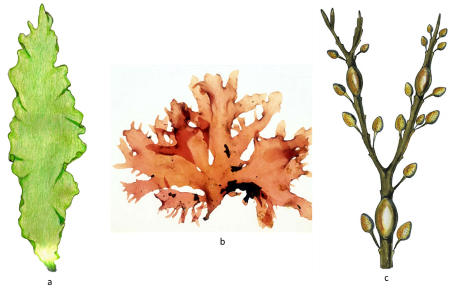 Бурые водоросли Phaeophyceae