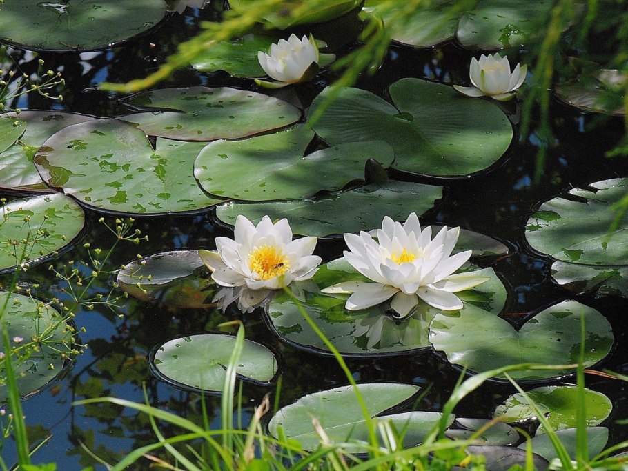 Кувшинка Уральская