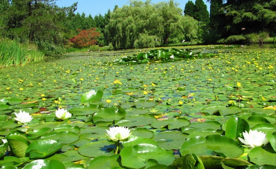 Озеро кувшинки Канада