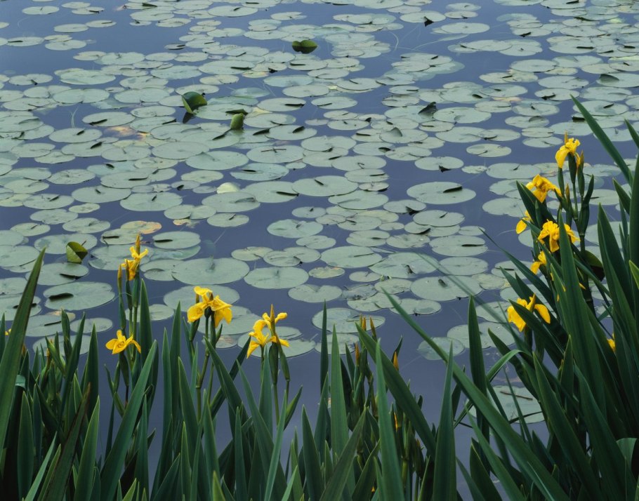 Желтые цветы у реки