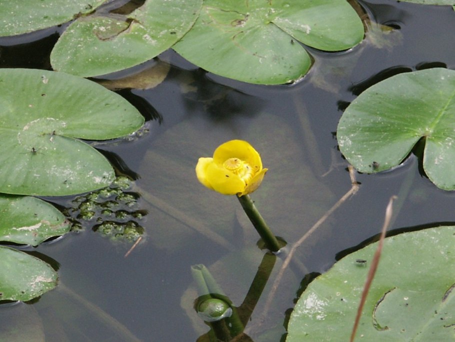 Кубышка желтая (Nuphar lutea)