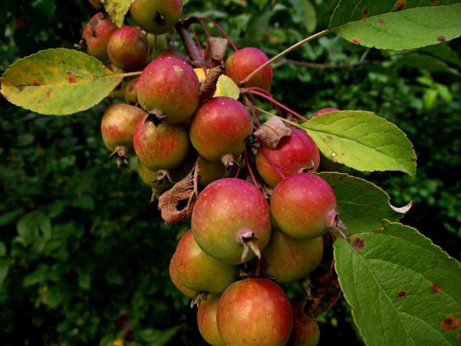 Яблоня Лесная Malus Sylvestris Mill.
