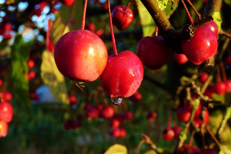 Яблоня Лесная, дичка(Malus Sylvestris