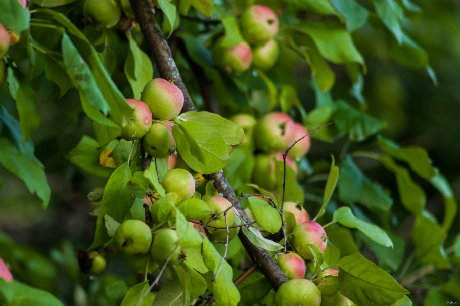 Яблоня Дикая Malus Sylvestris