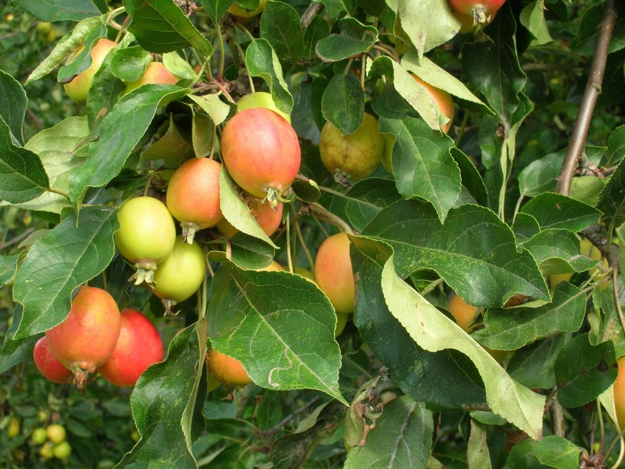 Дикие яблони сорта