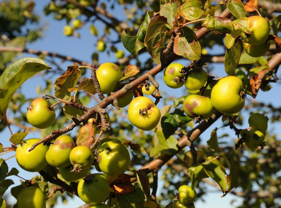 Яблоня / Malus Sylvestris