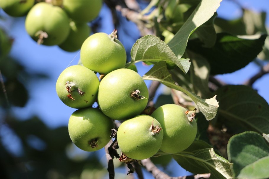Яблоня Apple