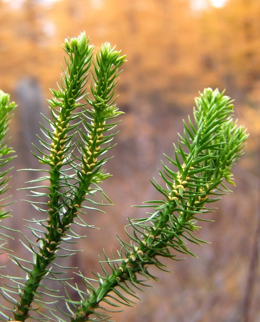 Баранец обыкновенный