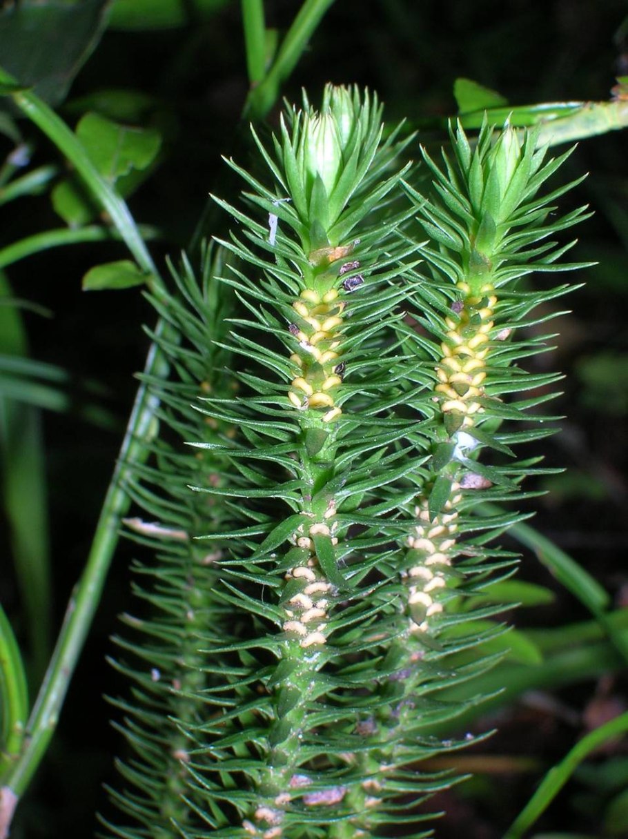 Плаун годичный( Lycopodium annotinum l.)
