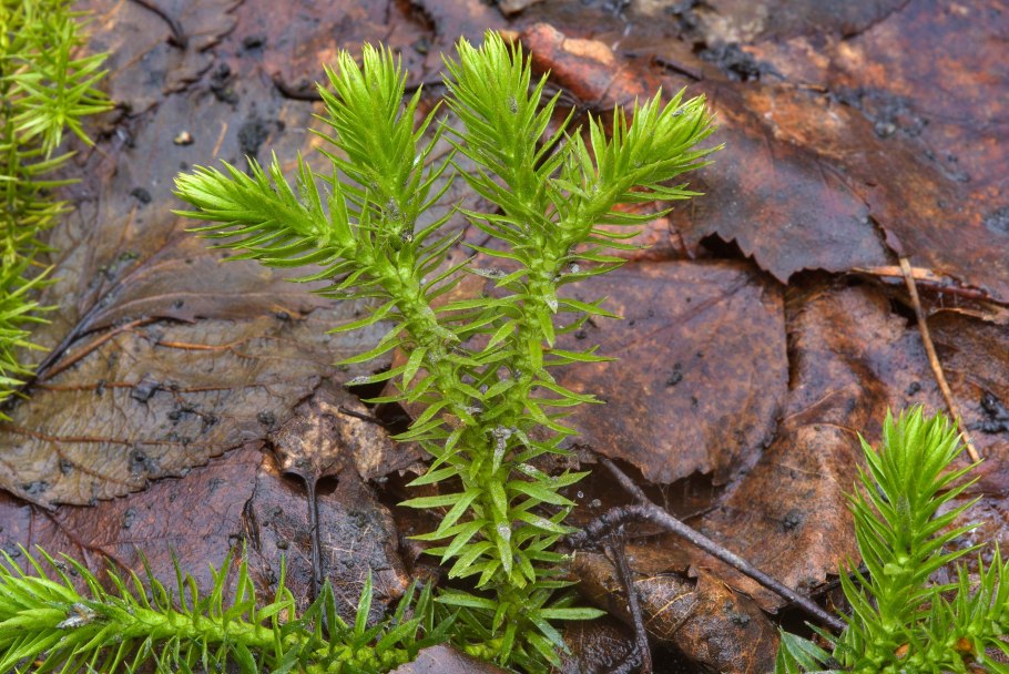 Плаун (Lycopodium)