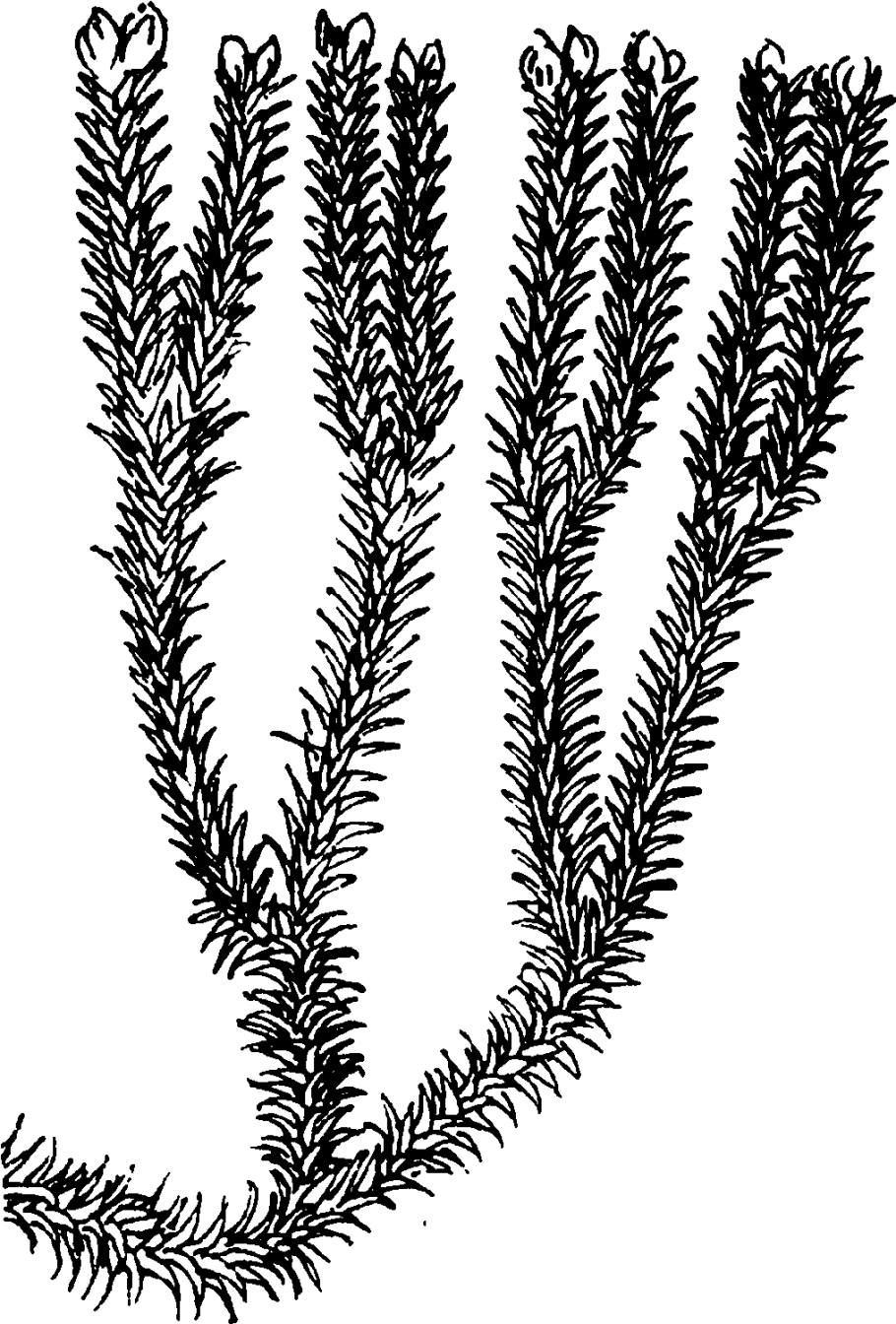 Плаун Баранец